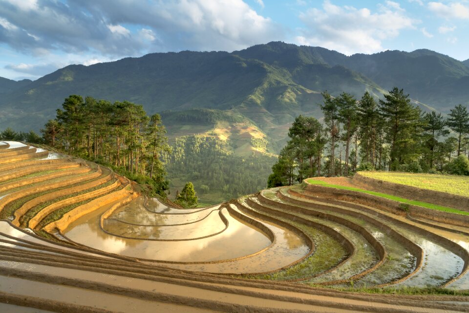 Minority field rice