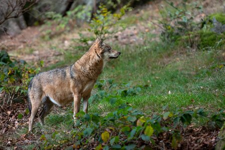 Predator nature animal world of