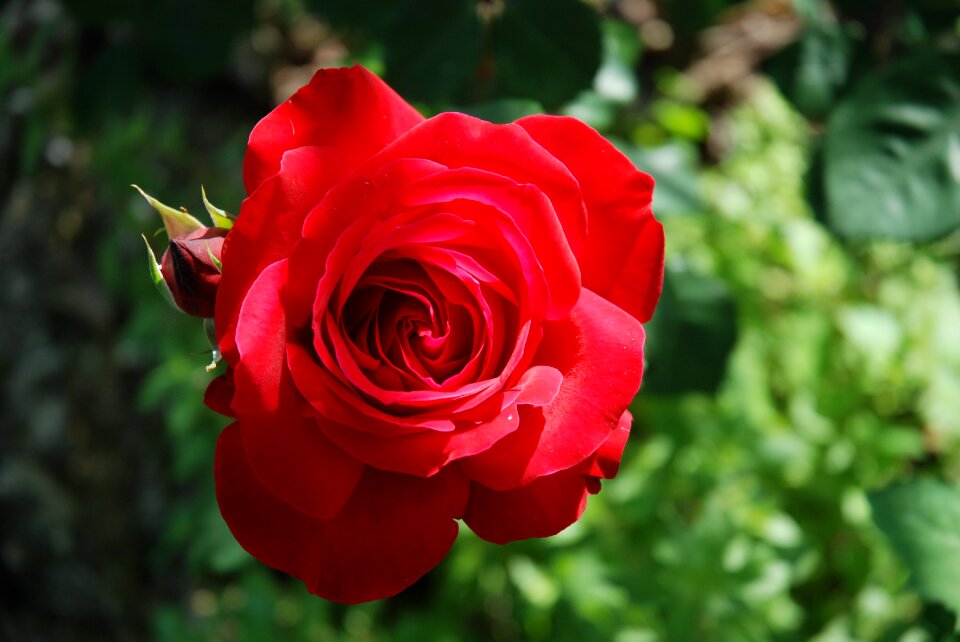 Spring red rose greece