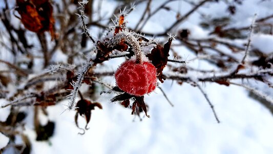 Rose hip frozen snow