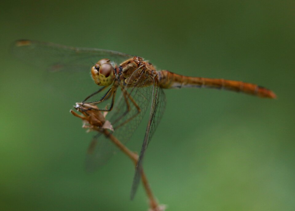 Wings nature rest