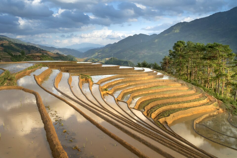 Minority field rice