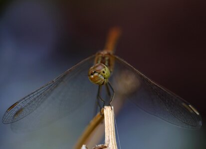 Wings nature rest