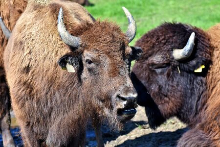 American bison wild livestock