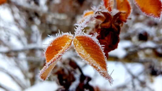 Leaf frozen snow photo