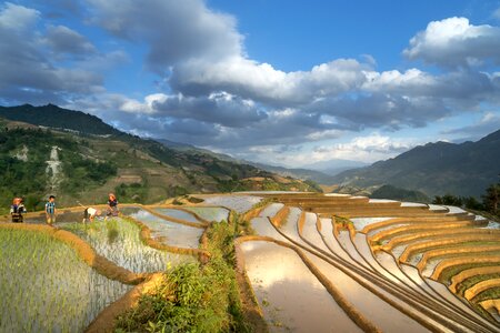 Minority field rice photo