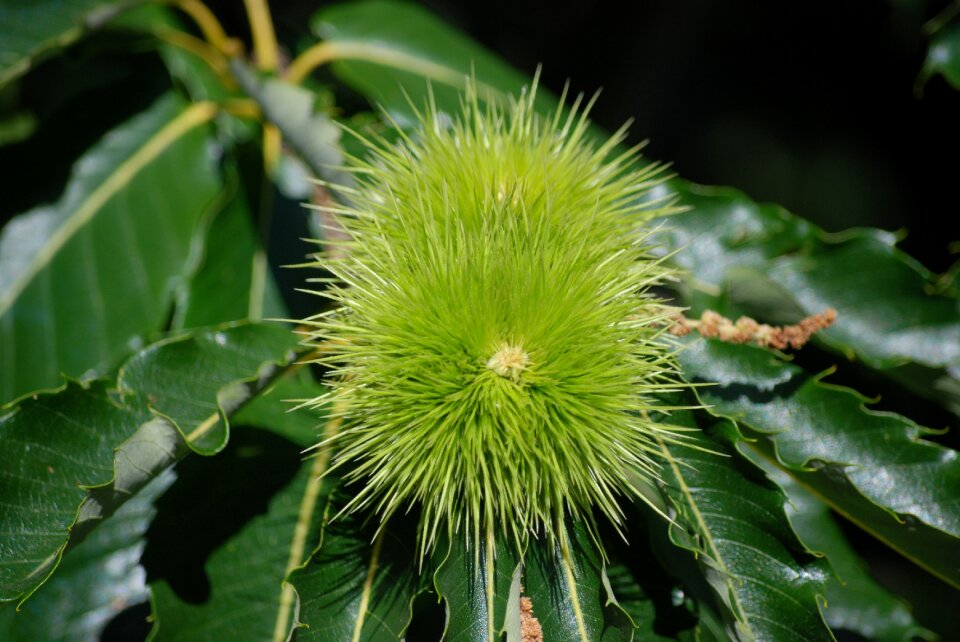 Nature fruit greece
