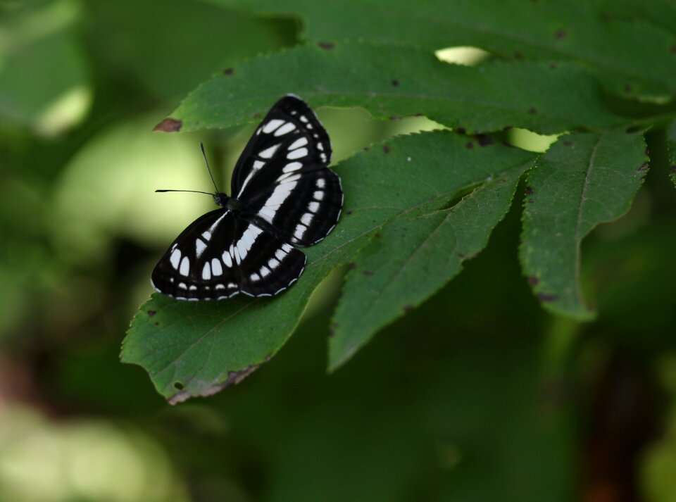 Black insect leaf