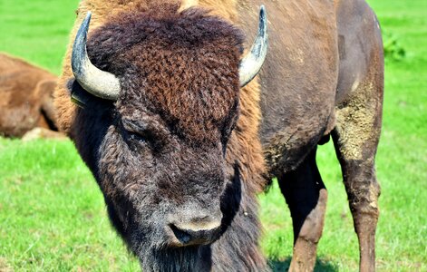 American bison wild livestock