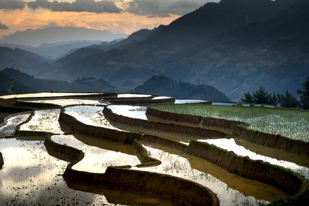 Minority field rice
