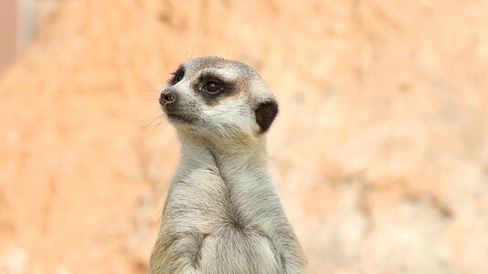 Cute mammals wild