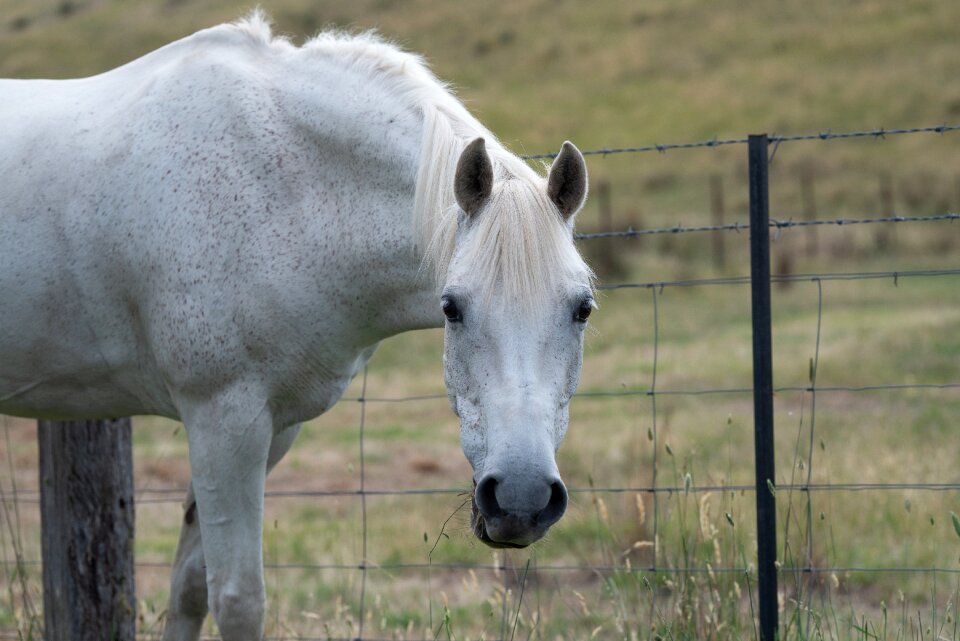 Australian pony grey grazing