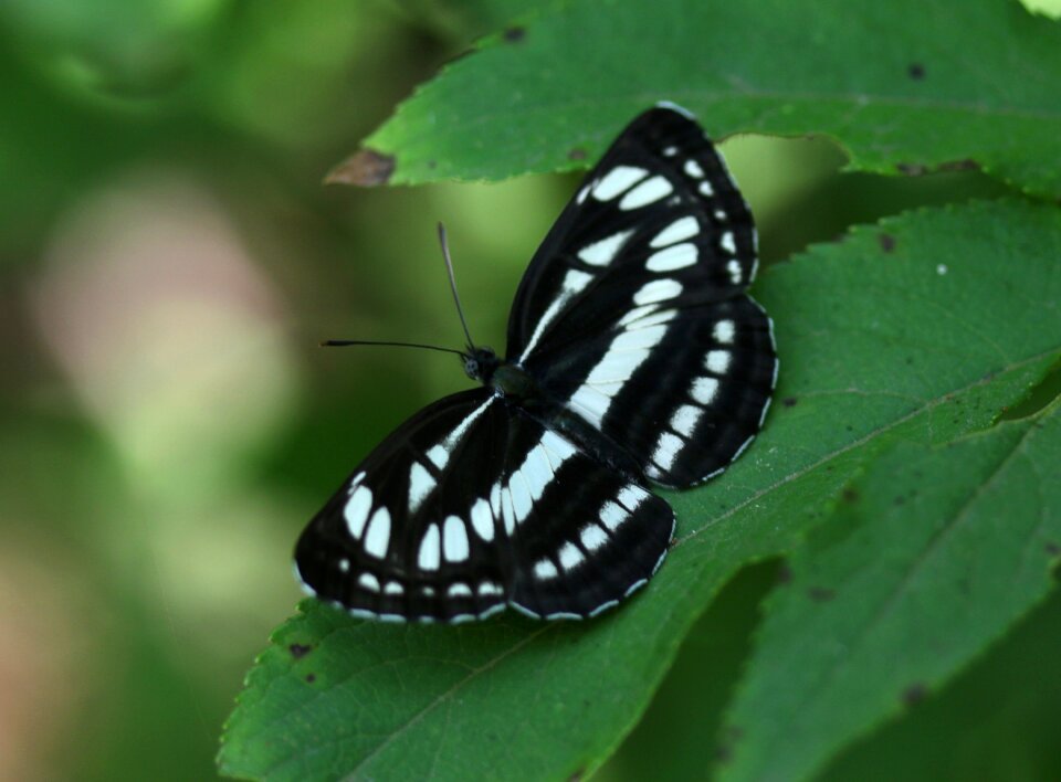 Black insect leaf