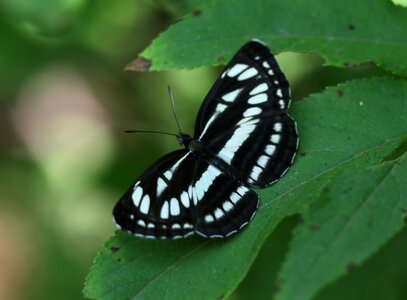 Black insect leaf