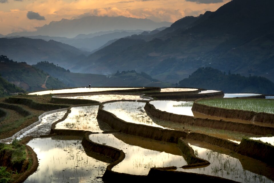 Minority field rice