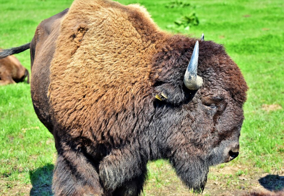 American bison wild livestock