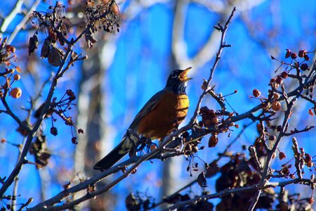 Outdoors bird branch