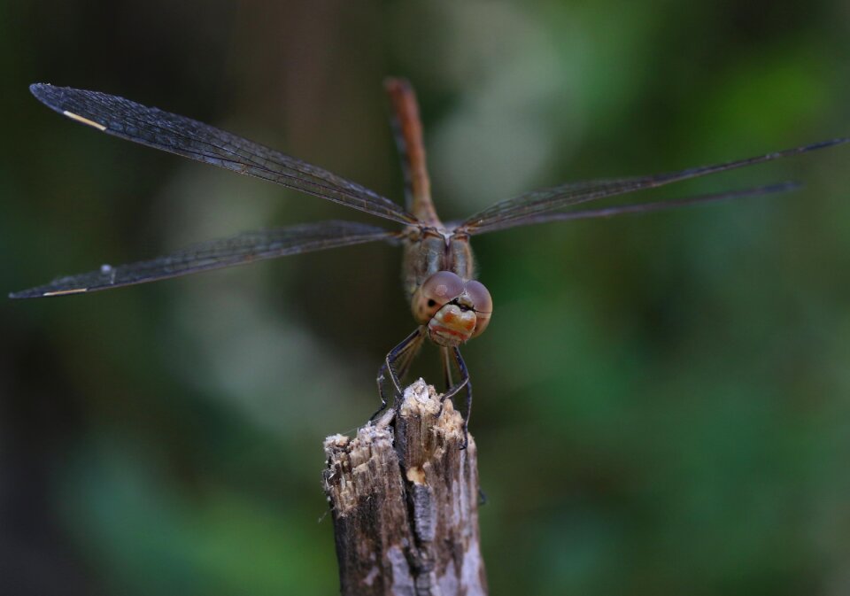 Wings nature rest