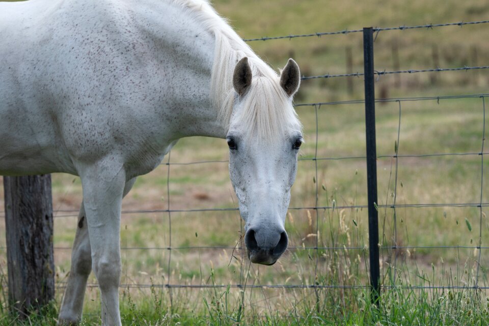 Australian pony grey grazing
