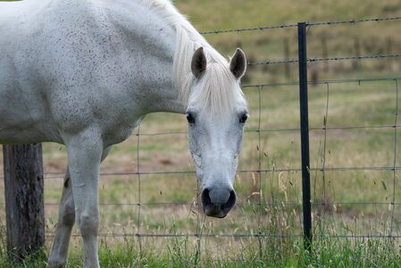 Australian pony grey grazing