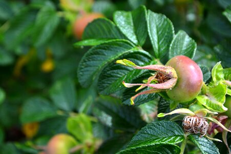 Roses plant nature