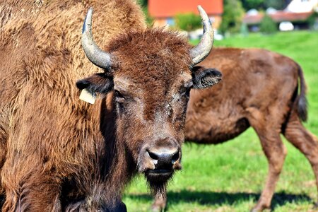 American bison wild livestock