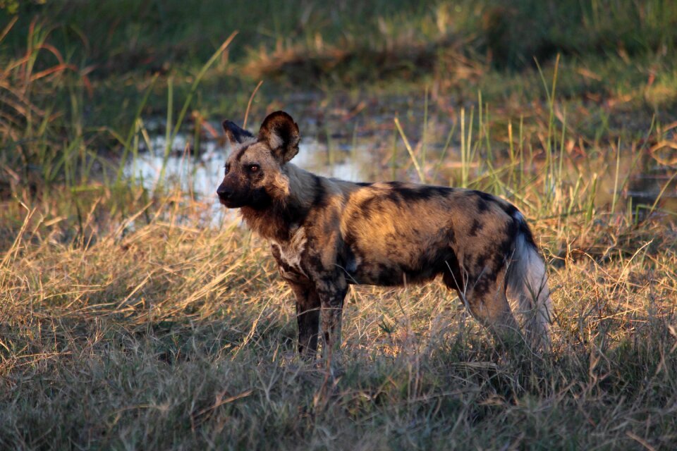 Botswana mammal wild dog