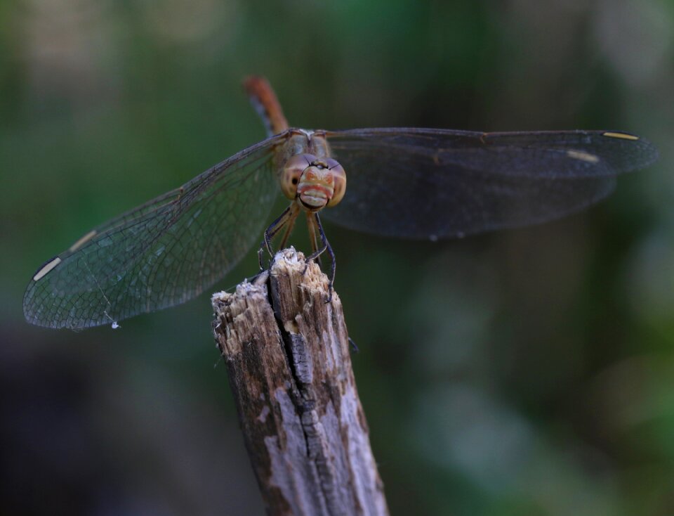 Wings nature rest
