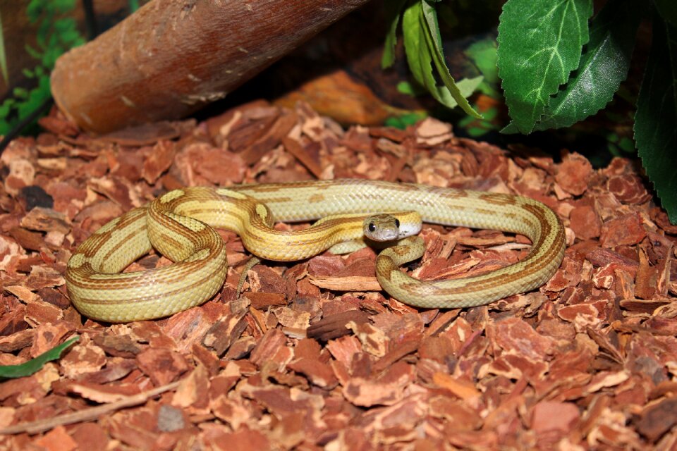 Terrarium guttatus animals