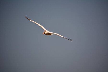 Bird flight wings