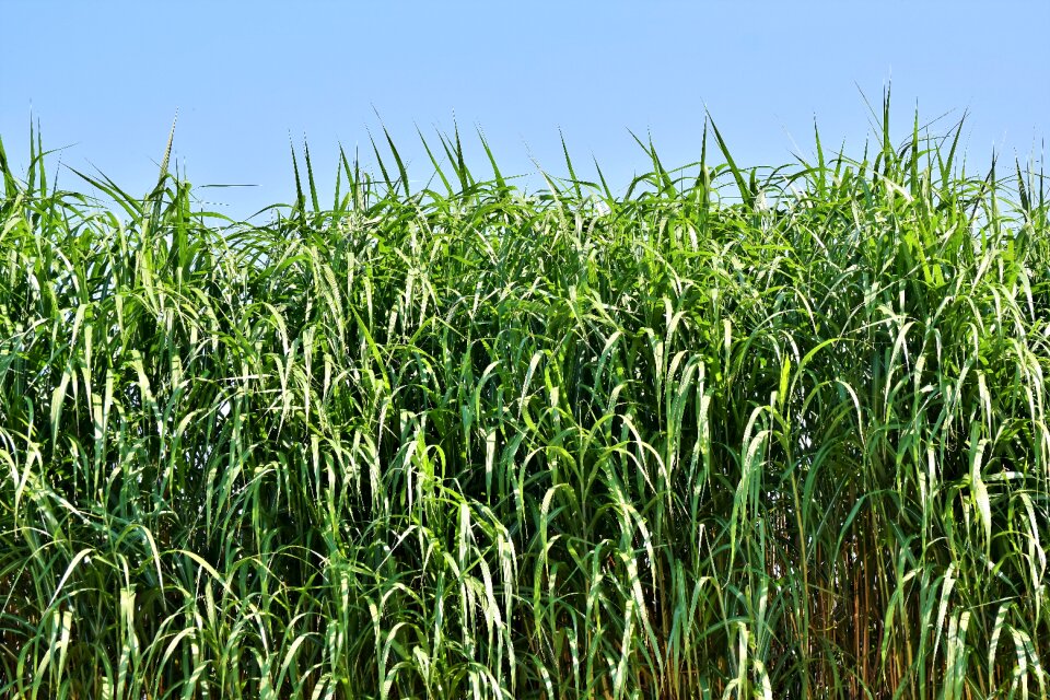 Green bank grasses