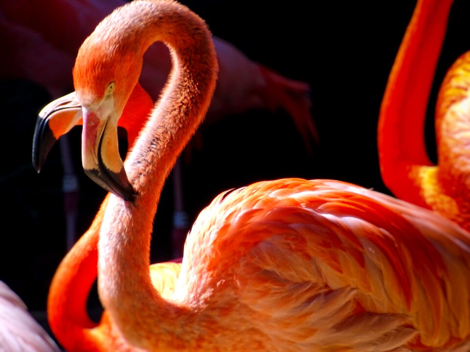 Usa nature animal world