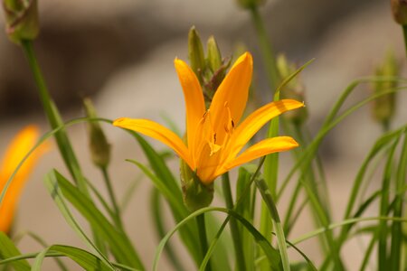 Beautiful nature yellow