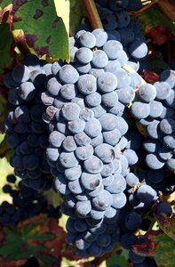 Vine winegrowing fruit