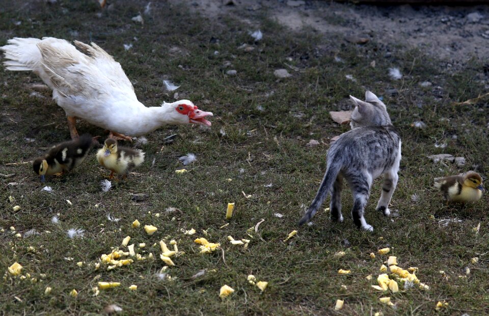 Confrontation animals cute