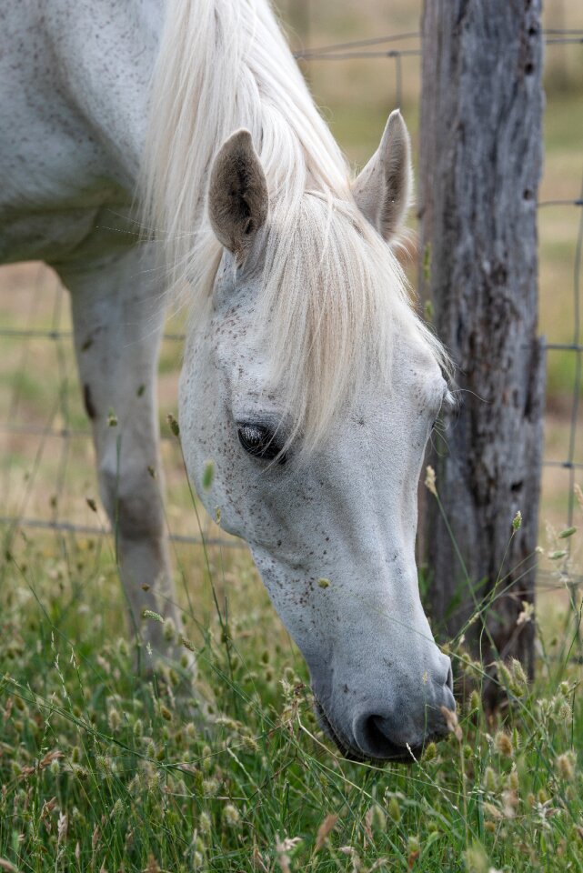 Australian pony grey portrait