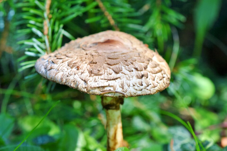 Boletes schirmling screen fungus photo