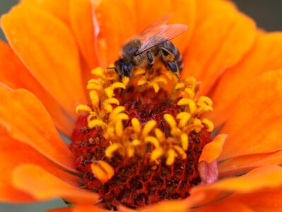 Flower orange pollination photo