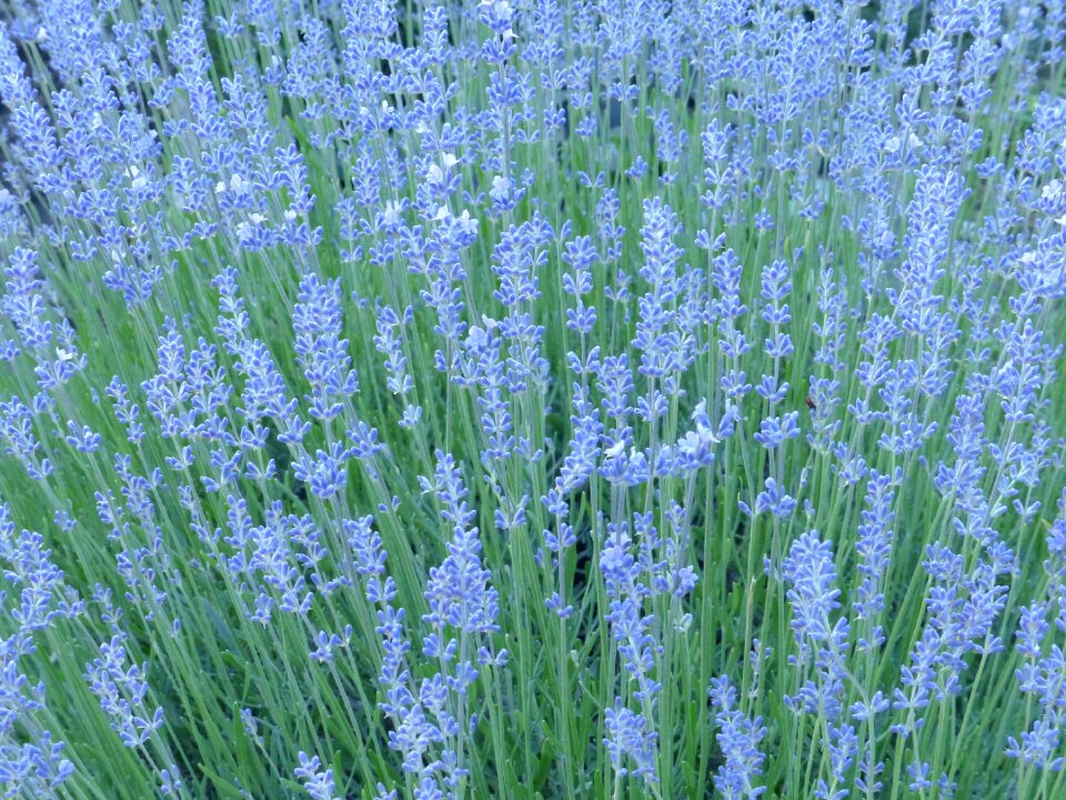 Summer aroma flowers