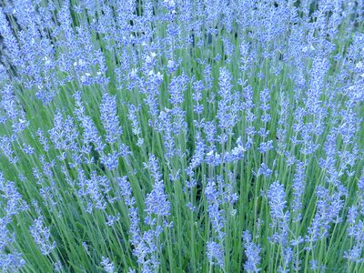 Summer aroma flowers