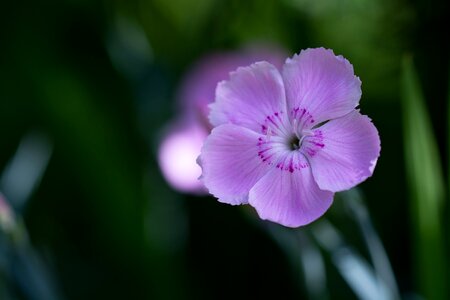 Pink flower blossom bloom