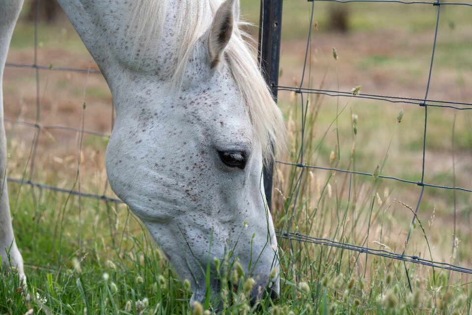 Australian pony grey portrait