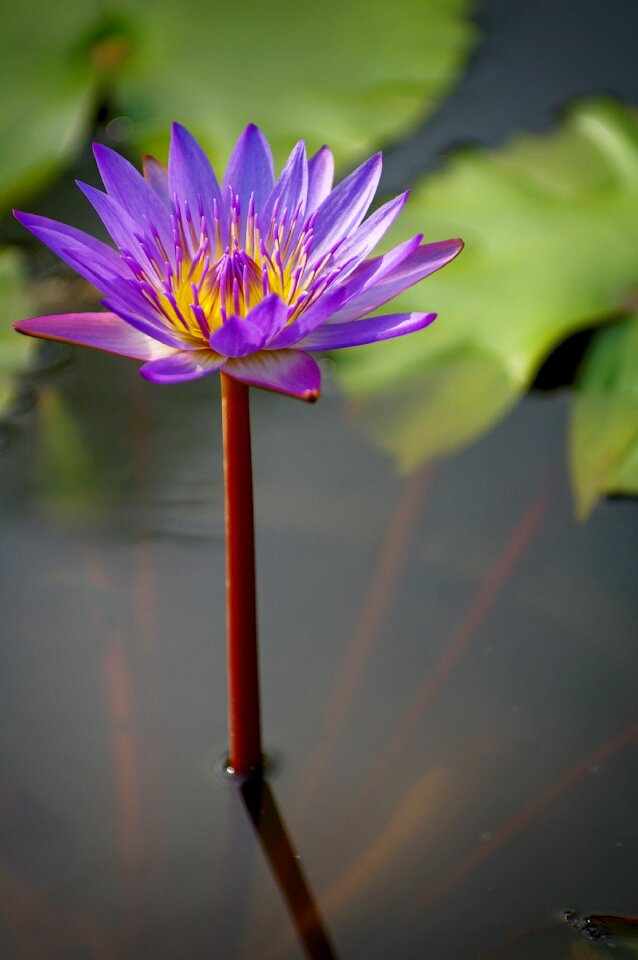 Lotus nature beautiful