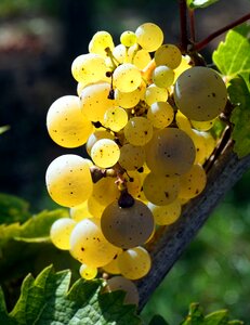 Vine grapes winegrowing