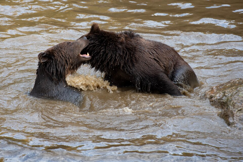 Teddy bears play fight