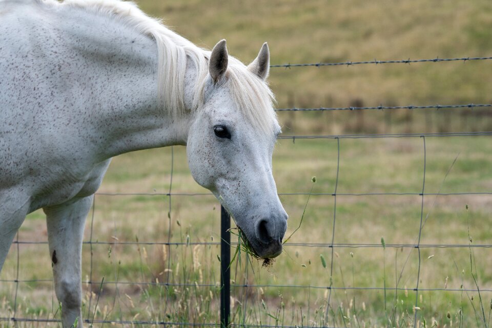 Australian pony grey grazing
