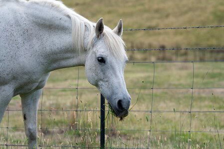 Australian pony grey grazing