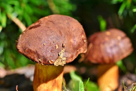 Brown cap forest mushroom edible photo