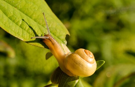 Snail crawl leaves