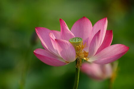 Flowers lotus nature